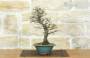 2 - Bonsai di Olmo Parvifolia "Seiju" (96)
