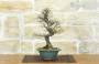 3 - Bonsai di Olmo Parvifolia "Seiju" (96)