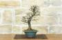 4 - Bonsai di Olmo Parvifolia "Seiju" (96)