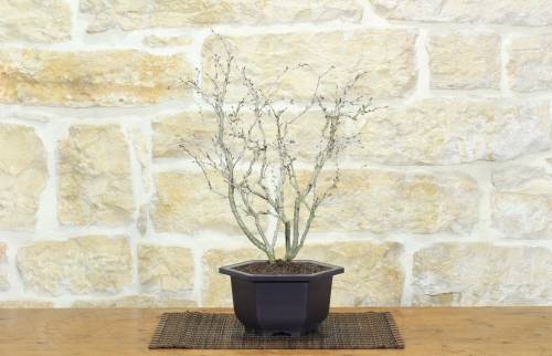 1 - Bonsai di Ciliegio Giapponese Kojo-no-mai in vaso esagonale in plastica nera