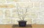 1 - Bonsai di Ciliegio Giapponese Kojo-no-mai in vaso esagonale in plastica nera