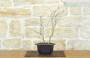 2 - Bonsai di Ciliegio Giapponese Kojo-no-mai in vaso esagonale in plastica nera