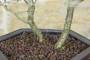 4 - Bonsai di Ciliegio Giapponese Kojo-no-mai in vaso esagonale in plastica nera