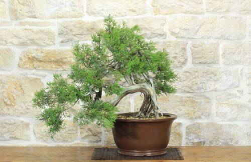 Bonsai di Ginepro Fenicio (24)