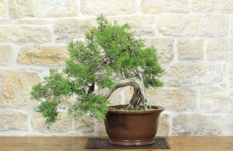 Bonsai di Ginepro Fenicio (24)