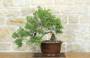 Bonsai di Ginepro Fenicio (24)
