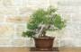 Bonsai di Ginepro Fenicio (24)-0