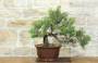 Bonsai di Ginepro Fenicio (24)-1