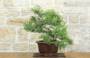 Bonsai di Ginepro Fenicio (24)-2