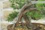 Bonsai di Ginepro Fenicio (24)-4