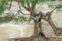 Bonsai di Ginepro Fenicio (24)-5