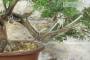 Bonsai di Ginepro Fenicio (24)-6