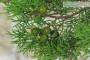 Bonsai di Ginepro Fenicio (24)-7