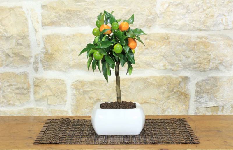 1 - Bonsai di Kumquat in vaso quadro bianco