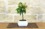 1 - Bonsai di Kumquat in vaso quadro bianco