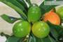 4 - Bonsai di Kumquat in vaso quadro bianco