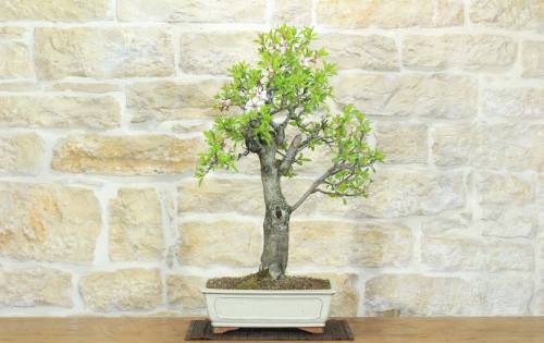 1 - Bonsai di Mandorlo (25)
