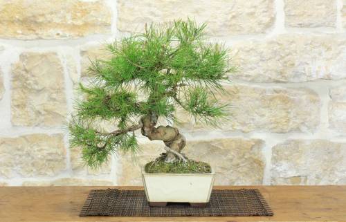 1 - Bonsai di Pino d'Aleppo (15)