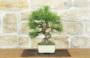 2 - Bonsai di Pino d'Aleppo (15)