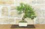 3 - Bonsai di Pino d'Aleppo (15)