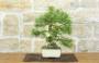 4 - Bonsai di Pino d'Aleppo (15)