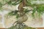 7 - Bonsai di Pino d'Aleppo (15)