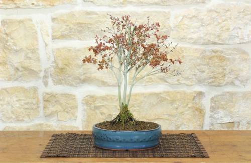 1 - Bonsai Acero Palmatum Kiyohime (27)
