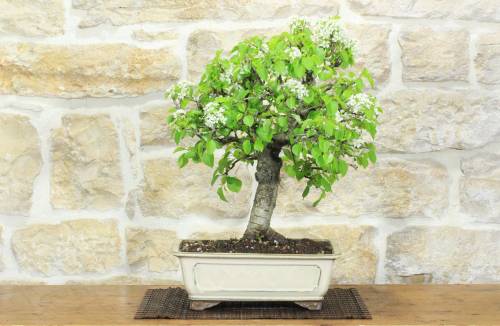 1 - Bonsai di Ciliegio Selvatico (176)