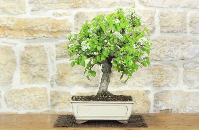 1 - Bonsai di Ciliegio Selvatico (176)