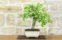 2 - Bonsai di Ciliegio Selvatico (176)