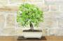 3 - Bonsai di Ciliegio Selvatico (176)