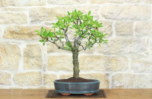 1 - Bonsai di Mandorlo (26)
