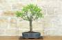 1 - Bonsai di Mandorlo (26)