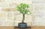 2 - Bonsai di Mandorlo (26)