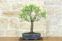 3 - Bonsai di Mandorlo (26)