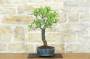4 - Bonsai di Mandorlo (26)