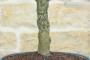 5 - Bonsai di Mandorlo (26)