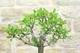 6 - Bonsai di Mandorlo (26)