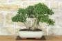 1 - Bonsai di Mirto Tarentina (64)