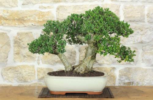 1 - Bonsai di Mirto Tarentina (64)