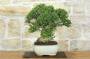 2 - Bonsai di Mirto Tarentina (64)