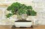 3 - Bonsai di Mirto Tarentina (64)