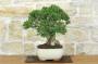 4 - Bonsai di Mirto Tarentina (64)