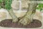 5 - Bonsai di Mirto Tarentina (64)