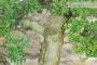 7 - Bonsai di Mirto Tarentina (64)