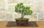 1 - Bonsai di Pino Pentaphylla (63)