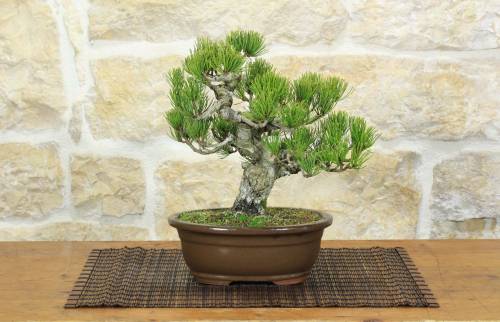 1 - Bonsai di Pino Pentaphylla (63)
