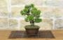 2 - Bonsai di Pino Pentaphylla (63)