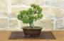 3 - Bonsai di Pino Pentaphylla (63)