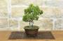 4 - Bonsai di Pino Pentaphylla (63)